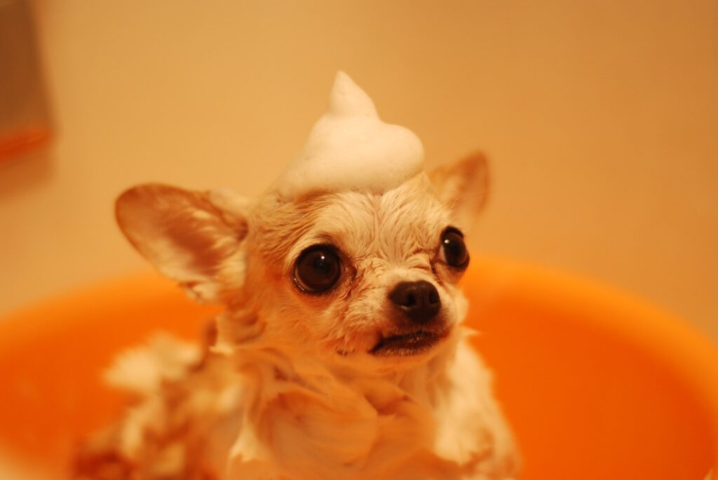 Closeup of a wet chihuahua in the bath with soap, reflecting the need for regular grooming and care to maintain dog health