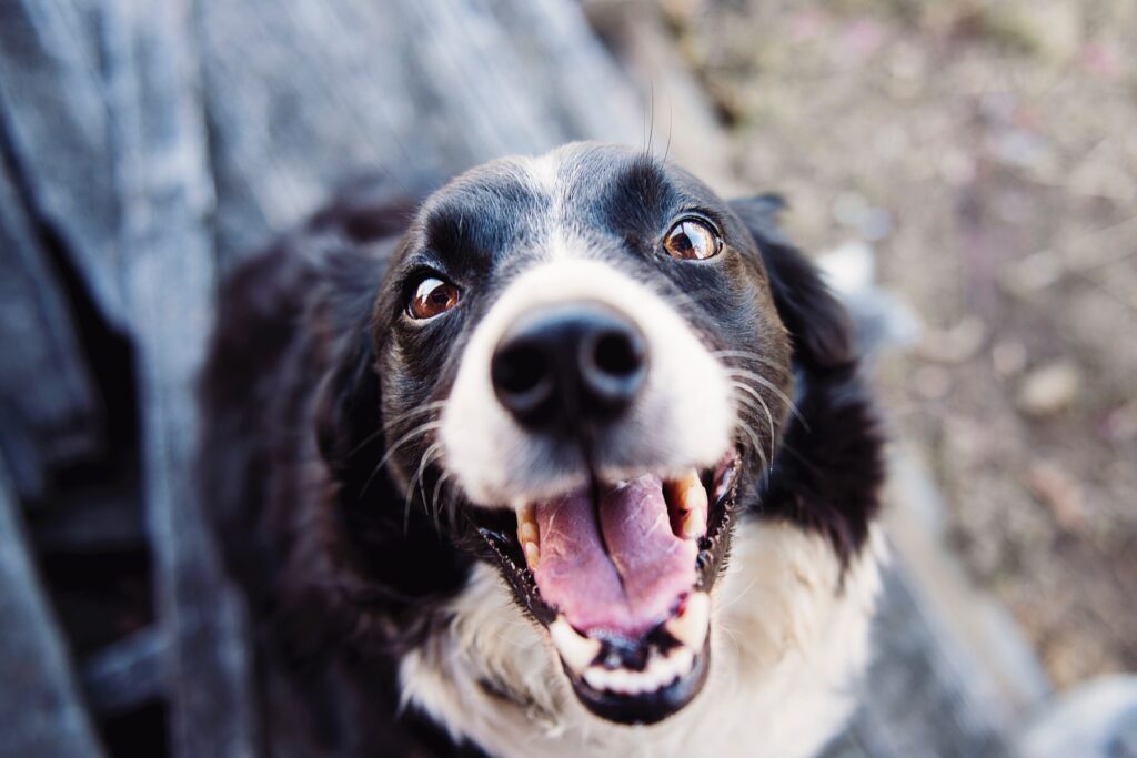 Closeup of a smiling Border Collie, emphasizing the joy of both dog and owner when it is potty trained