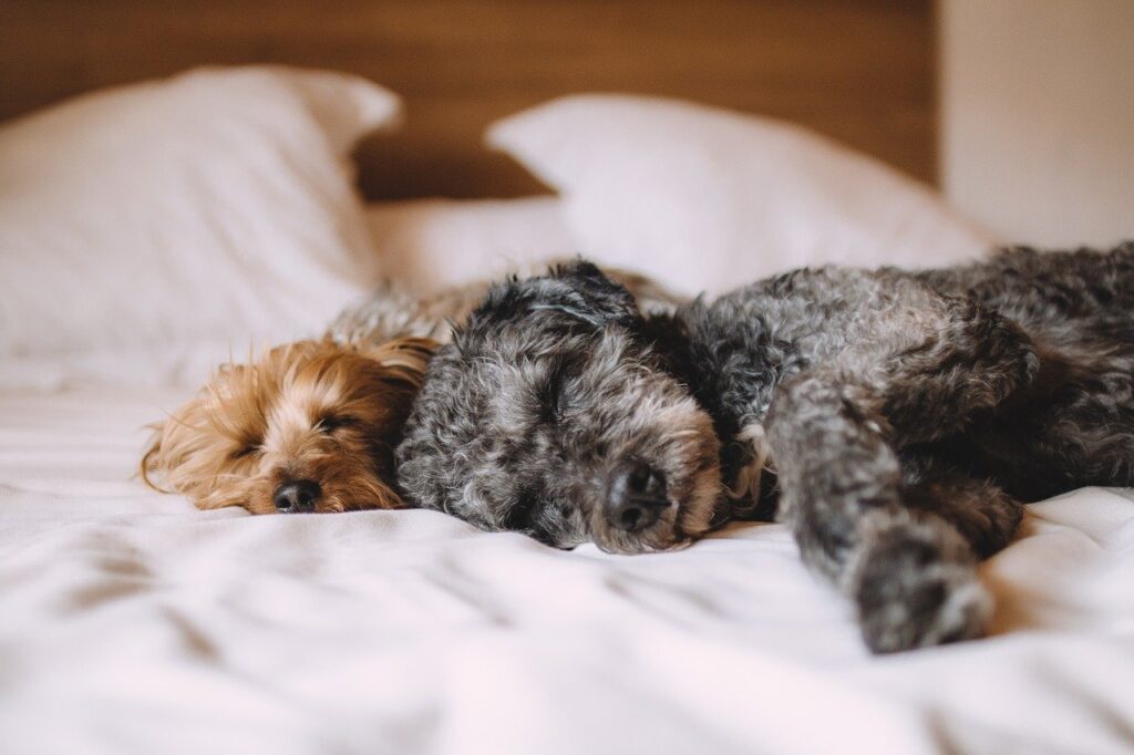 Two puppies asleep on a white bed, emphasizing the importance of health and rest for dogs