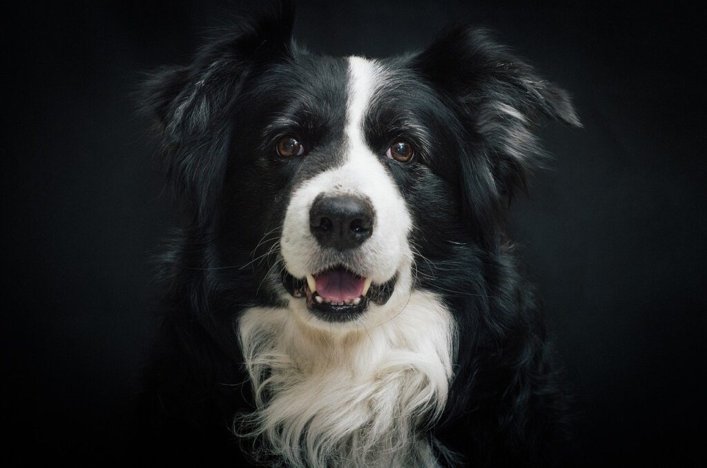 Closeup of a border collie, showing an enthusiastic expression, ideal for showcasing engaging activities for dogs