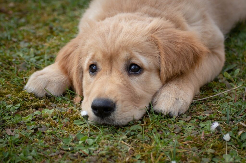 Adorable golden retriever puppy laying on leaves making puppy eyes, capturing the cuteness of puppies