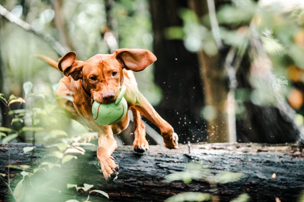 Puppy with a tennis ball jumping over a log in a forest, demonstrating playful behavior and enjoyment of interactive play