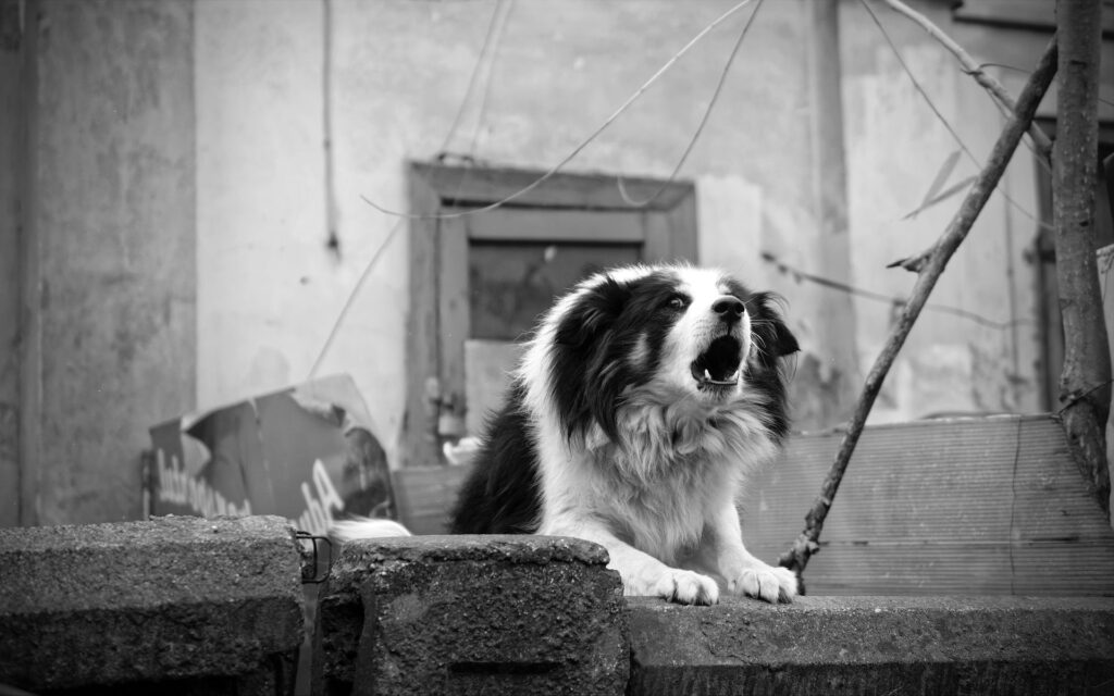 monochrome-photo-of-border-collie-barking-1626194