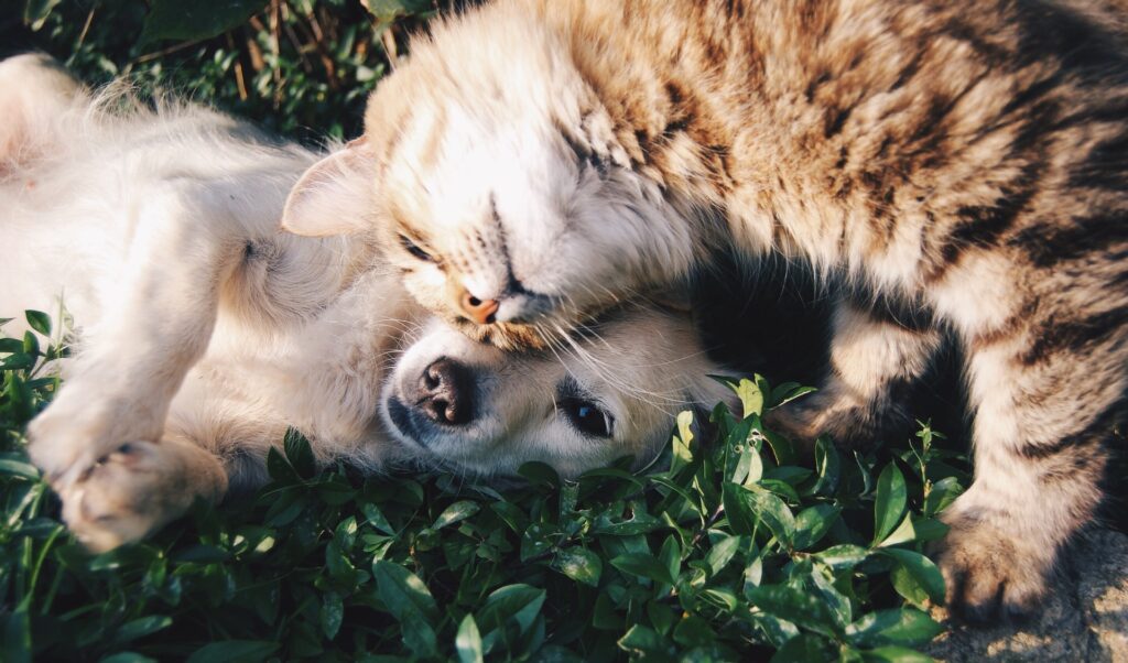 Kitten nuzzling a puppy on grass, highlighting the warmth and companionship of pets during dog-friendly adventures