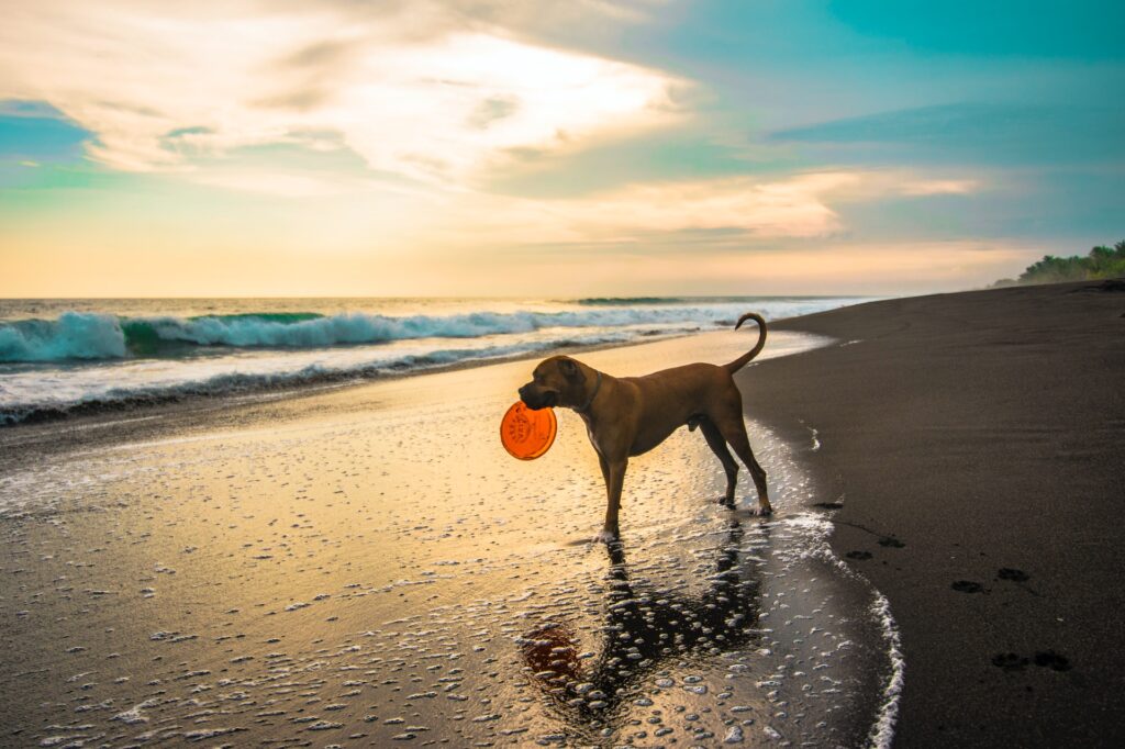 Labrador on the beach with a frisbee in its mouth, showcasing activities dogs love