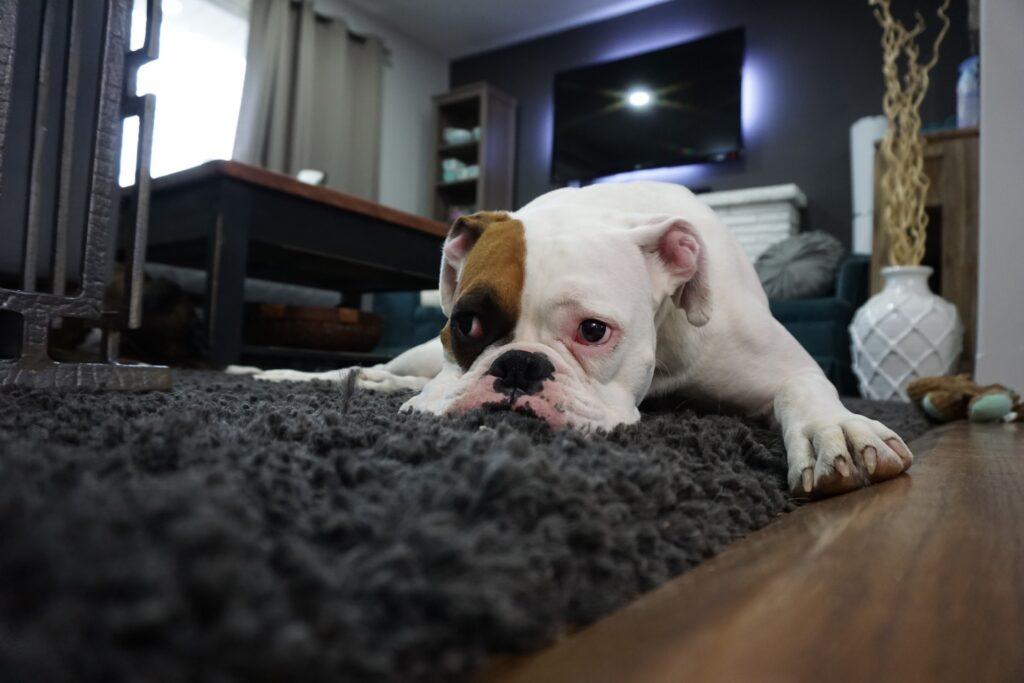 Closeup of a bulldog laying sadly on a living room carpet, highlighting signs of potential health issues