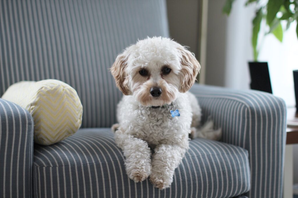 Closeup of a white shih tzu puppy sitting comfortably on a striped couch seat, highlighting its calm demeanor upon training